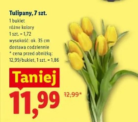 Tulipany, 7 szt.