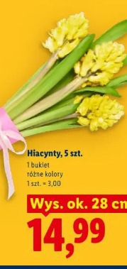 Hiacynty, 5 szt.