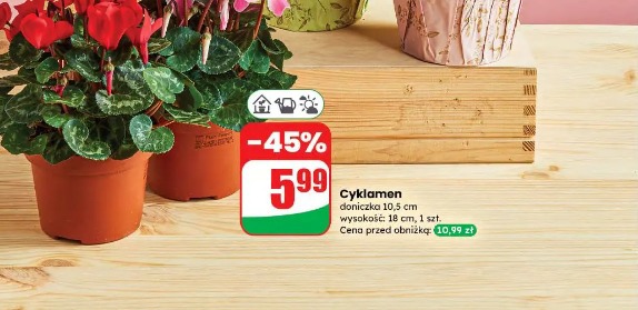 Cyklamen