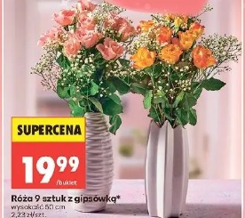 Róża 9 sztuk z gipsówką