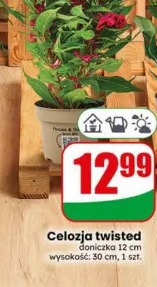 Celozja twisted