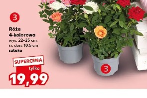 Róża 4-kolorowa