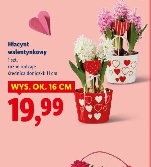 Hiacynt walentynkowy