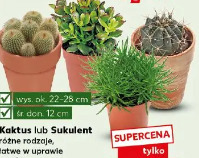 Kaktus lub Sukulent różne rodzaje, łatwe w uprawie