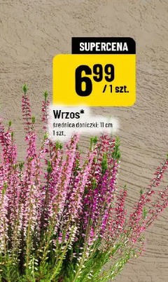 Wrzos