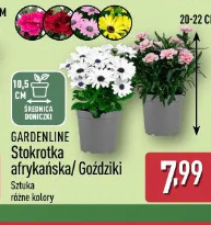 Gardenline Stokrotka afrykańska / Goździki