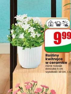 Rośliny kwitnące w ceramice