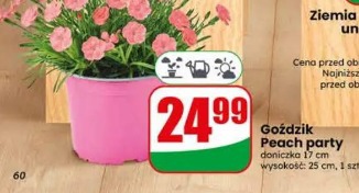 Goździk Peach party