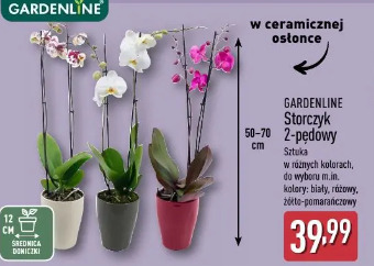Gardenline Storczyk 2-pędowy
