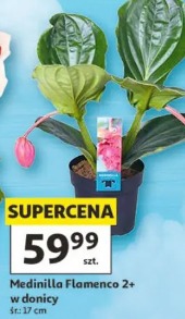 Medinilla Flamenco 2+ w donicy