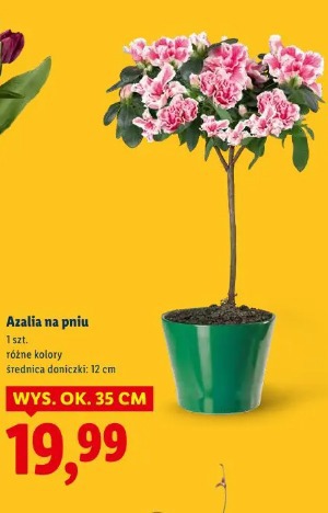 Azalia na pniu
