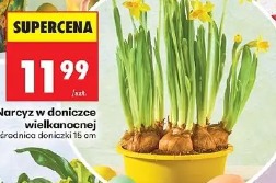 Narcyz w doniczce wielkanocnej