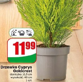 Drzewko Cyprys Goldcrest
