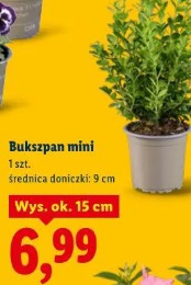 Bukszpan mini