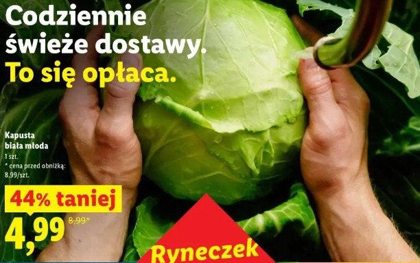 Kapusta biała młoda