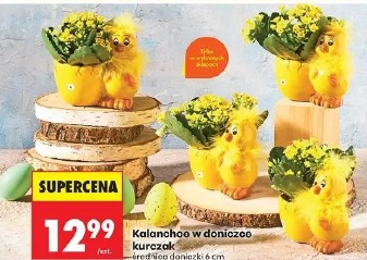 Kalanchoe w doniczce kurczak