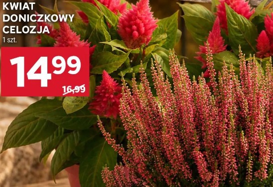 Kwiat doniczkowy celozja