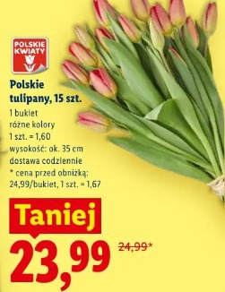 Polskie tulipany, 15 szt.