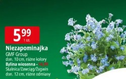 Niezapominajka GMF Group