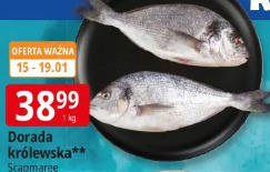 Dorada królewska Scapmaree