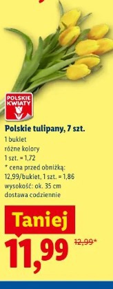 Polskie tulipany, 7 szt.