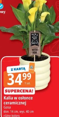 Kalia w osłonce ceramicznej Gasa