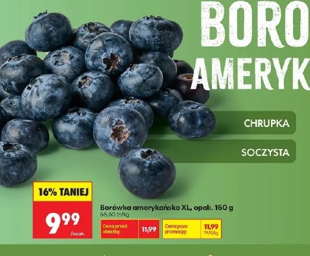 Borówka amerykańska XL