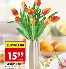 Tulipan, 9 szt.