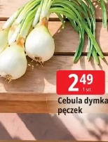 Cebula dymka pęczek