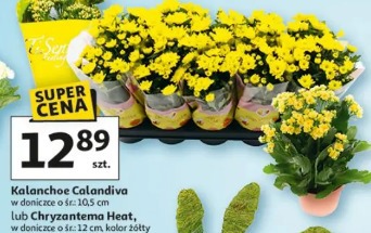Kalanchoe Calandiva lub Chryzantema Heat