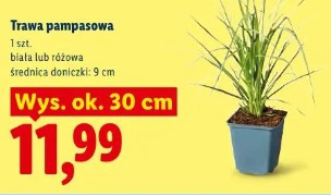Trawa pampasowa