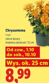 Chryzantema