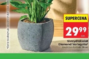 Skrzydłokwiat Diamond Variegata