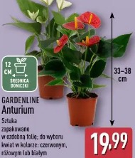 Gardenline Anturium