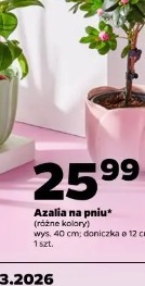 Azalia na pniu