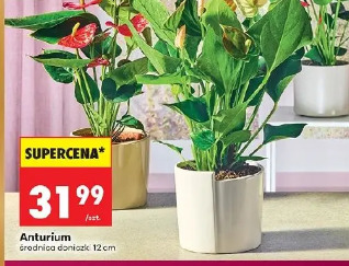 Anthurium
