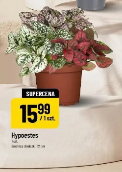 Hypoestes