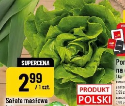 Sałata masłowa