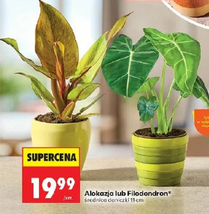 Alokazja lub Filodendron