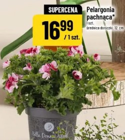 Pelargonia pachnąca