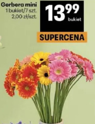 Gerbera mini