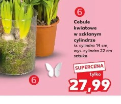 Cebule kwiatowe w szklanym cylindrze