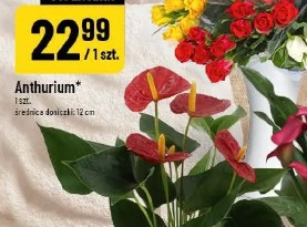 Anthurium