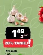 Czosnek