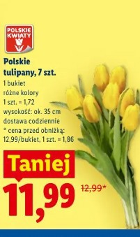 Polskie tulipany, 7 szt.