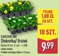 Gardenline Stokrotka/Bratek