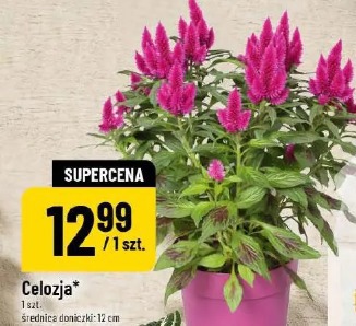 Celozja