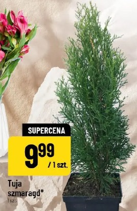 Tuja szmaragd