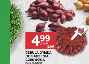 Cebula dymka do sadzenia czerwona