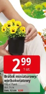 Bratek miniaturowy/wielkokwiatowy Royal Plant